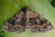 Pseudosiccia pseudosiccia - Vierbinden-Blattspanner